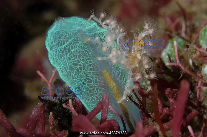 : Decorator Crab : Decorator Crab