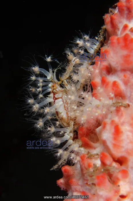 : Decorator Crab : Decorator Crab