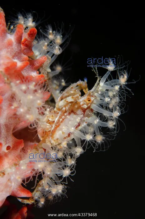 : Decorator Crab : Decorator Crab