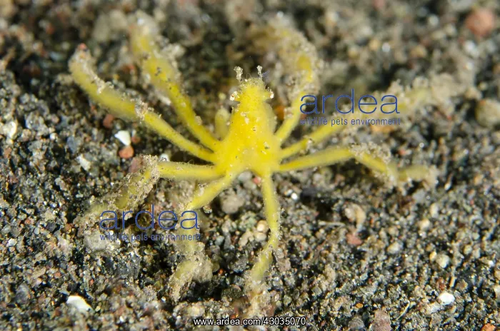 : Decorator Crab - aka Orangutan Crab, on sand : Decorator Crab - aka Orangutan Crab, on sand