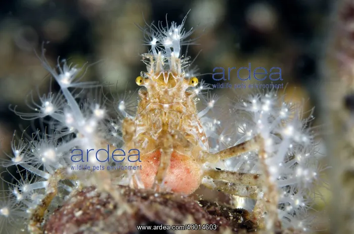  : Decorator Crab with anemones