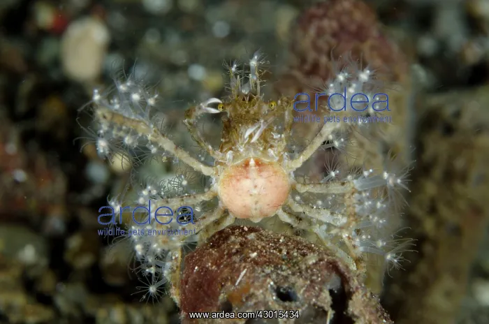 : Decorator Crab with anemones : Decorator Crab with anemones