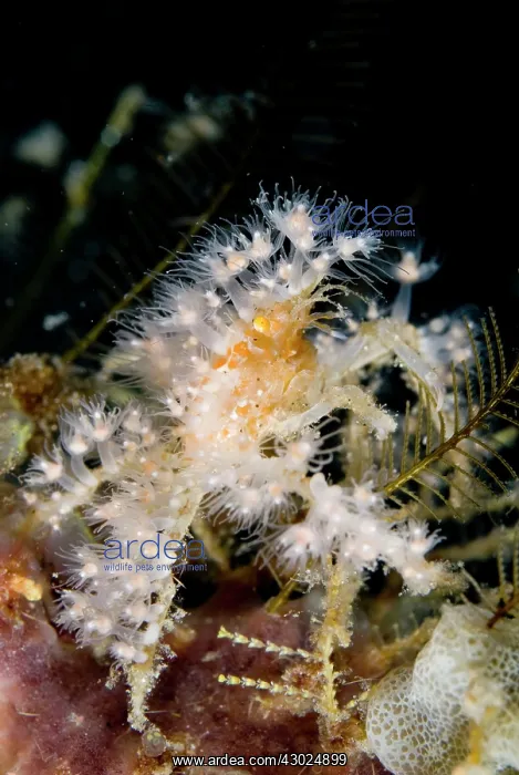 : Decorator Crab with anemones attached for protection : Decorator Crab with anemones attached for protection