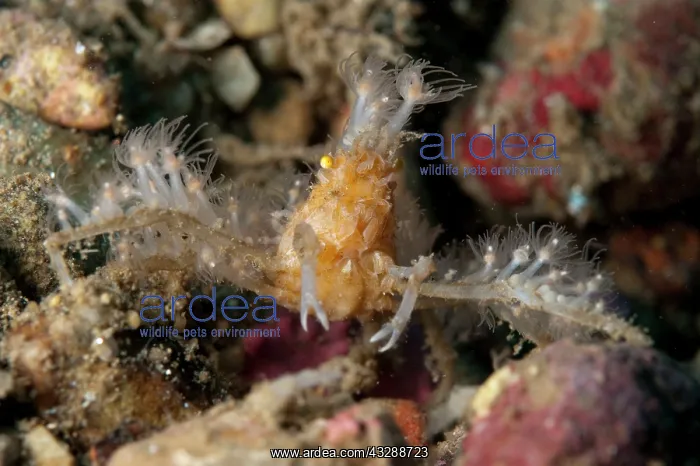 : Decorator Crab - with anemones attached for protection : Decorator Crab - with anemones attached for protection