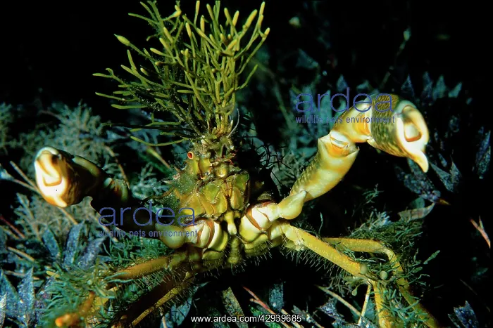 : Decorator crab in defensive pose, with seagrasses : Decorator crab in defensive pose, with seagrasses