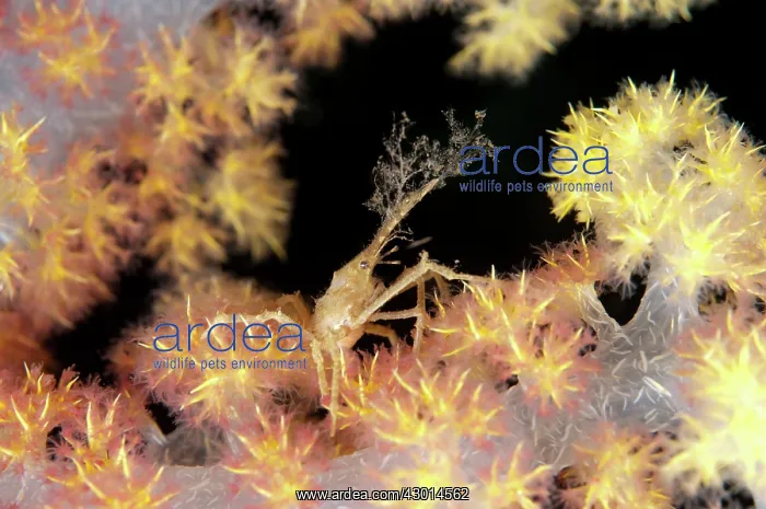 : Decorator Crab on Glomerate Tree Coral (Dendronephthya : Decorator Crab on Glomerate Tree Coral (Dendronephthya