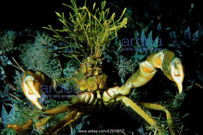 : Decorator crab with seagrasses growing on its carapace : Decorator crab with seagrasses growing on its carapace
