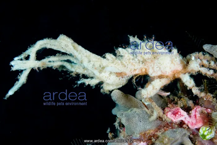 : Decorator Crab with sponge and corals attached for : Decorator Crab with sponge and corals attached for