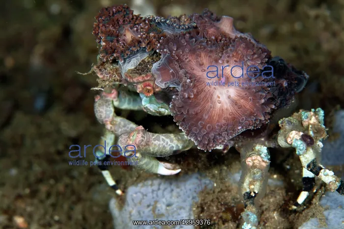 : Decorator Spider Crab : Decorator Spider Crab