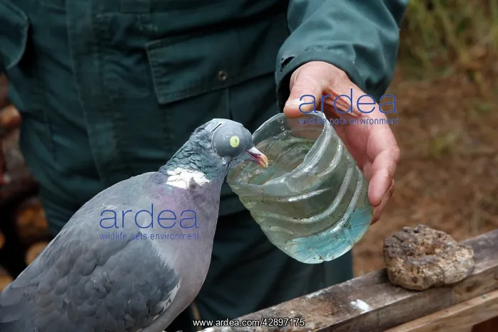 : Decoy bird Wood Pigeon given water to drink : Decoy bird Wood Pigeon given water to drink