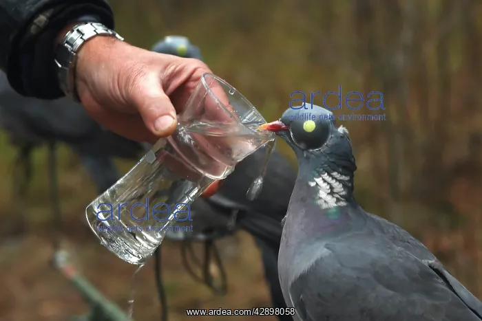 : Decoy birds Wood Pigeons given water to drink - : Decoy birds Wood Pigeons given water to drink -