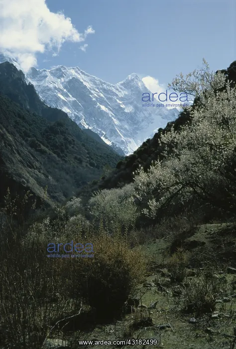 : Deep Gorge in Eastern Tibet : Deep Gorge in Eastern Tibet