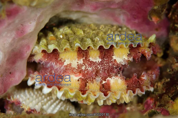 : Deep Lima Fileclam : Deep Lima Fileclam