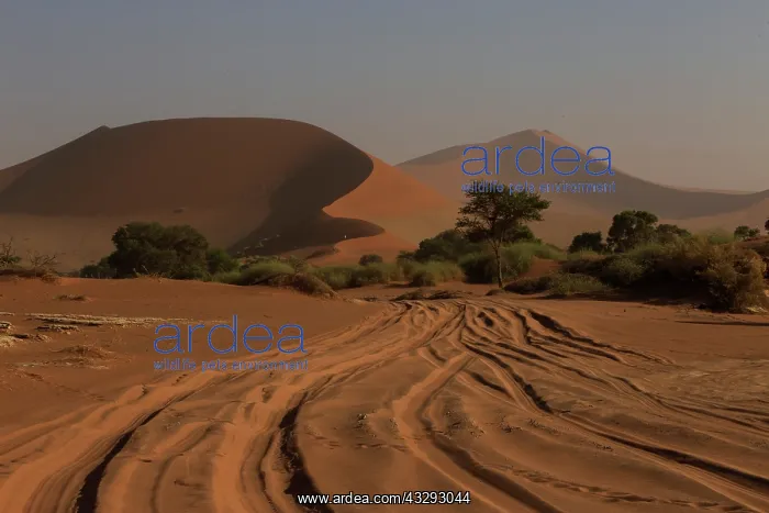 : deep sand road to Sussusvlei, Namib desert : deep sand road to Sussusvlei, Namib desert