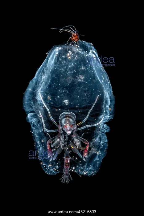 : Deep sea Amphipod (Phronima sp) in its refuge (Siphonophorae : Deep sea Amphipod (Phronima sp) in its refuge (Siphonophorae