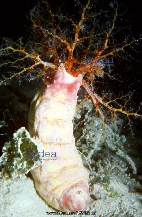 : DEEP SEA CUCUMBER : DEEP SEA CUCUMBER