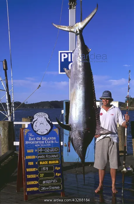 : DEEP SEA FISHING - caught Black Marlin, 159 Kg : DEEP SEA FISHING - caught Black Marlin, 159 Kg
