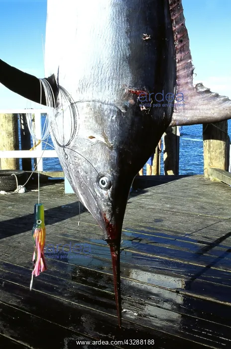 : DEEP SEA FISHING -caught Black Marlin, Line & bait used : DEEP SEA FISHING -caught Black Marlin, Line & bait used