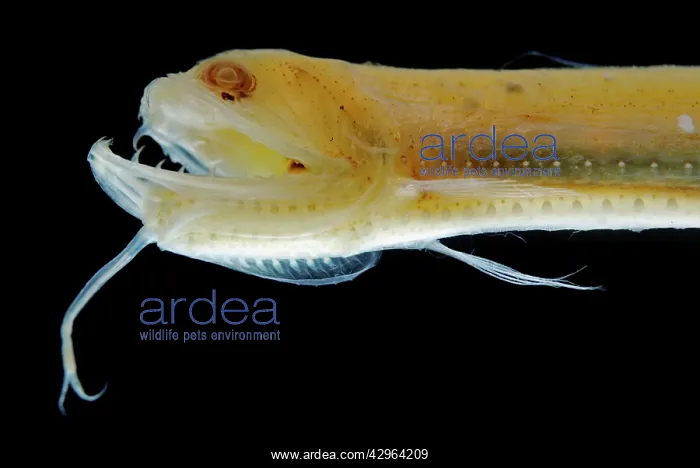 : Deep Sea Gulper Eel, Gunther's Boafish (preserved) : Deep Sea Gulper Eel, Gunther's Boafish (preserved)