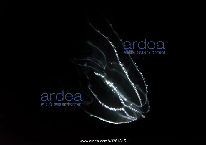 : Deep sea jellyfish with bioluminescence, Bolinopsis : Deep sea jellyfish with bioluminescence, Bolinopsis