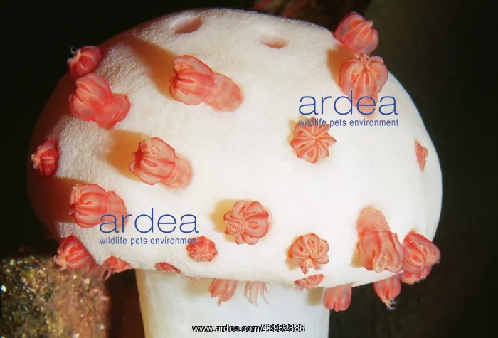 : Deep Sea Mushroom Soft Coral (Cnidaria) : Deep Sea Mushroom Soft Coral (Cnidaria)