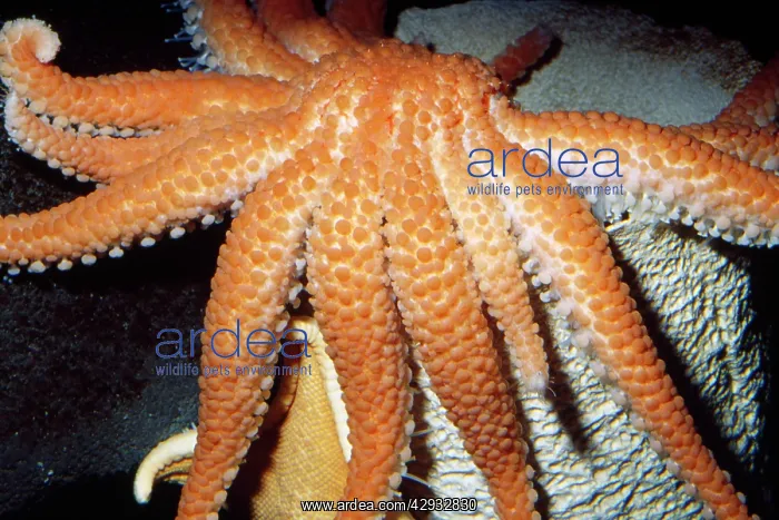 : Deep Sea Sun Star : Deep Sea Sun Star