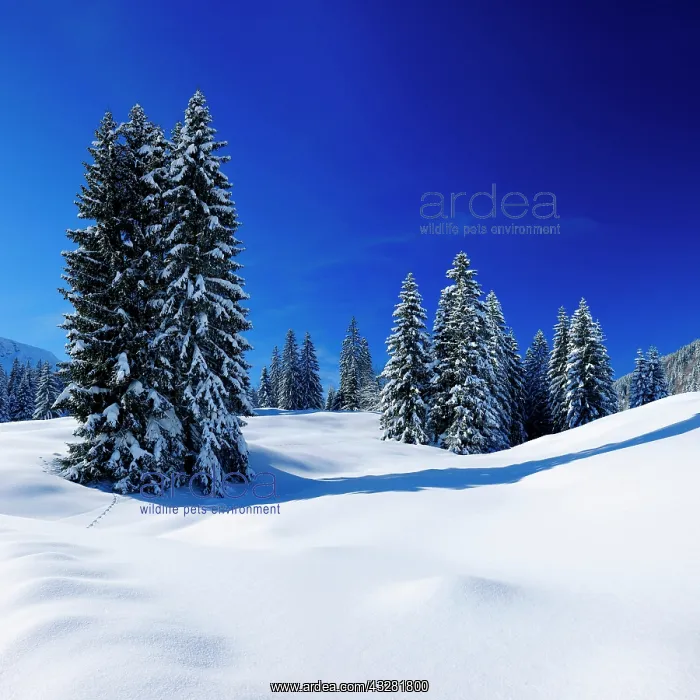 : Deep snow-covered untouched winter landscape at : Deep snow-covered untouched winter landscape at