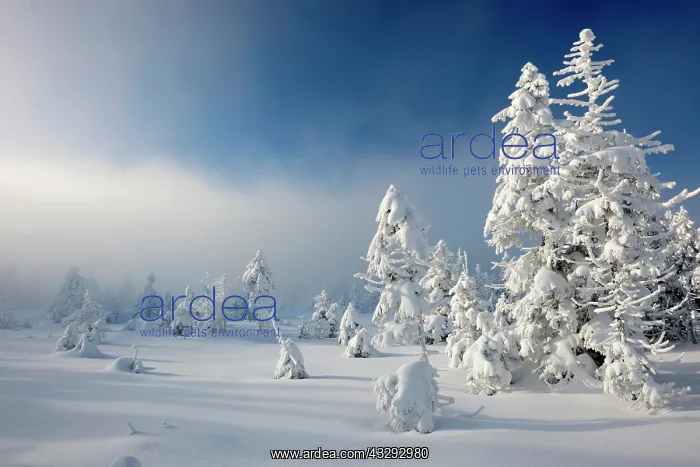 : Deep snow-covered untouched winter landscape, snow-covered : Deep snow-covered untouched winter landscape, snow-covered