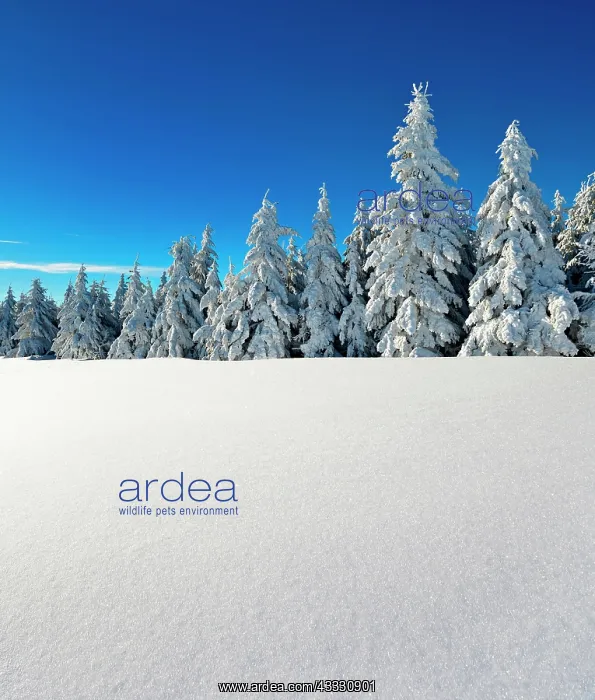 : Deep snow-covered winter landscape at Fichtelberg : Deep snow-covered winter landscape at Fichtelberg
