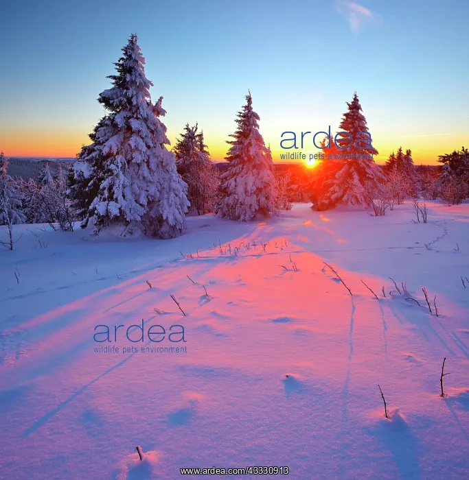 : Deep snow-covered winter landscape at Fichtelberg : Deep snow-covered winter landscape at Fichtelberg