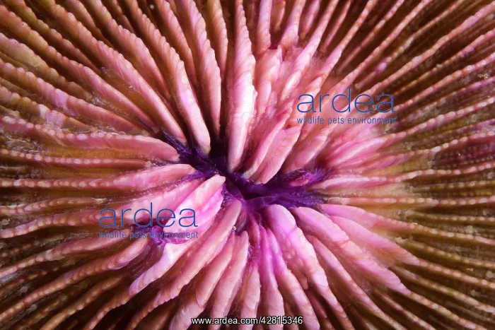 : deep water form hard coral - Han Reef dive site Gili Air Lom : deep water form hard coral - Han Reef dive site Gili Air Lom