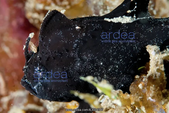 : Deep-water Frogfish : Deep-water Frogfish
