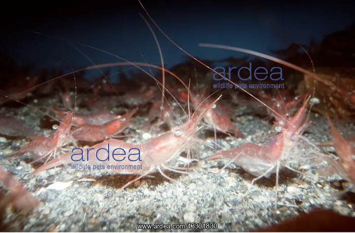: DEEP WATER PRAWNS : DEEP WATER PRAWNS