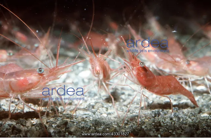 : DEEP WATER PRAWNS - changes sex to female : DEEP WATER PRAWNS - changes sex to female