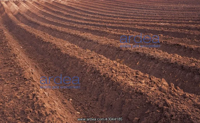 : DeepFurrows : DeepFurrows