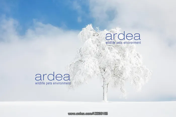 : Deeply buried birch tree in Obercgeri, Canton Zug : Deeply buried birch tree in Obercgeri, Canton Zug