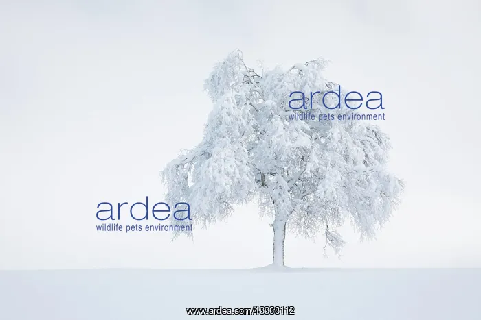 : Deeply buried birch tree in Obercgeri, Canton Zug : Deeply buried birch tree in Obercgeri, Canton Zug