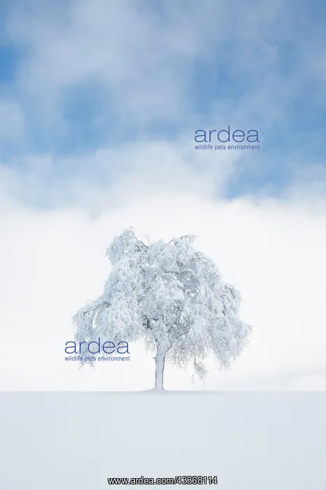  : Deeply buried birch tree in Obercgeri, Canton Zug