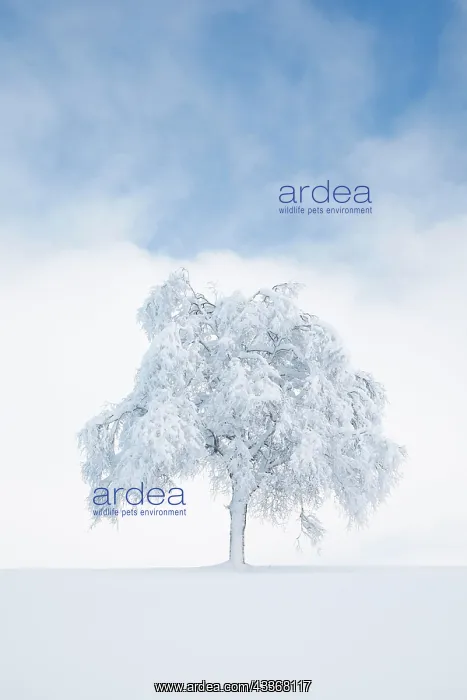 : Deeply buried birch tree in Obercgeri, Canton Zug : Deeply buried birch tree in Obercgeri, Canton Zug
