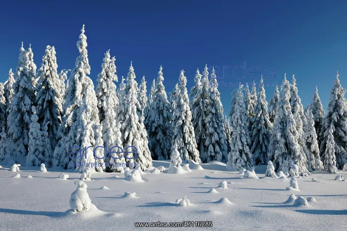 : Deeply snow-covered untouched winter landscape : Deeply snow-covered untouched winter landscape