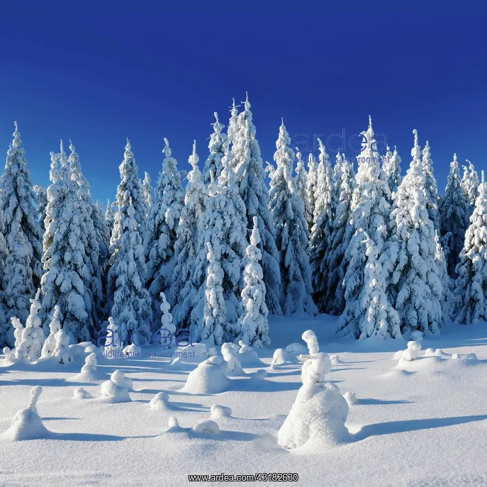 : Deeply snow-covered untouched winter landscape : Deeply snow-covered untouched winter landscape
