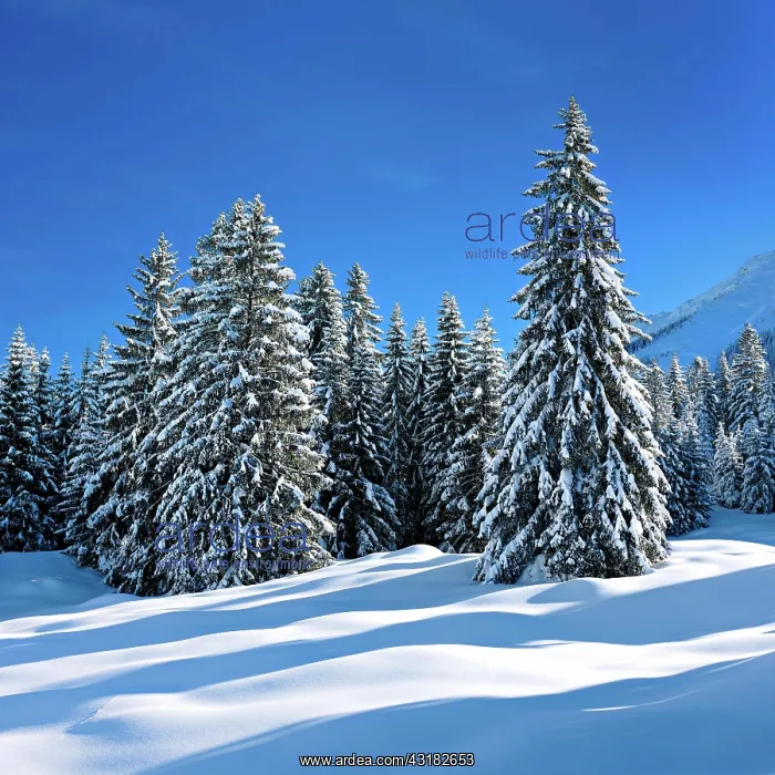 : Deeply snow-covered untouched winter landscape at : Deeply snow-covered untouched winter landscape at