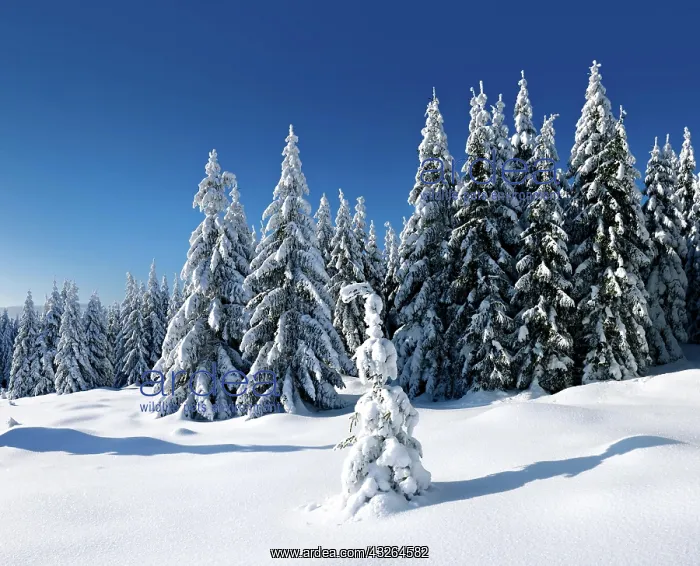 : Deeply snow-covered untouched winter landscape : Deeply snow-covered untouched winter landscape