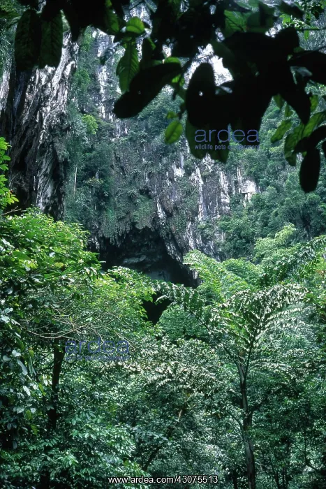 : Deer Cave. Tree ferns and other plants surround the entrance to Deer Cave : Deer Cave. Tree ferns and other plants surround the entrance to Deer Cave