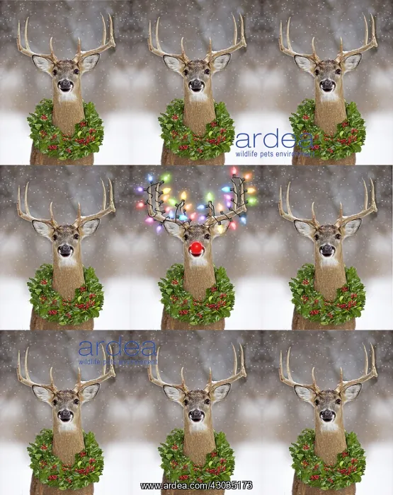: Deer, with Christmas lights and a holly wreath : Deer, with Christmas lights and a holly wreath