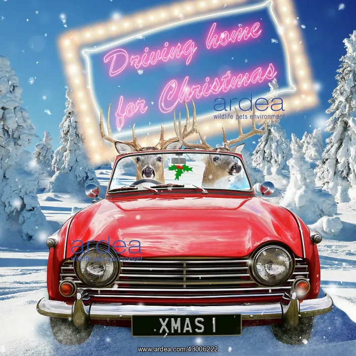  : Deer - driving car through Christmas winter scene