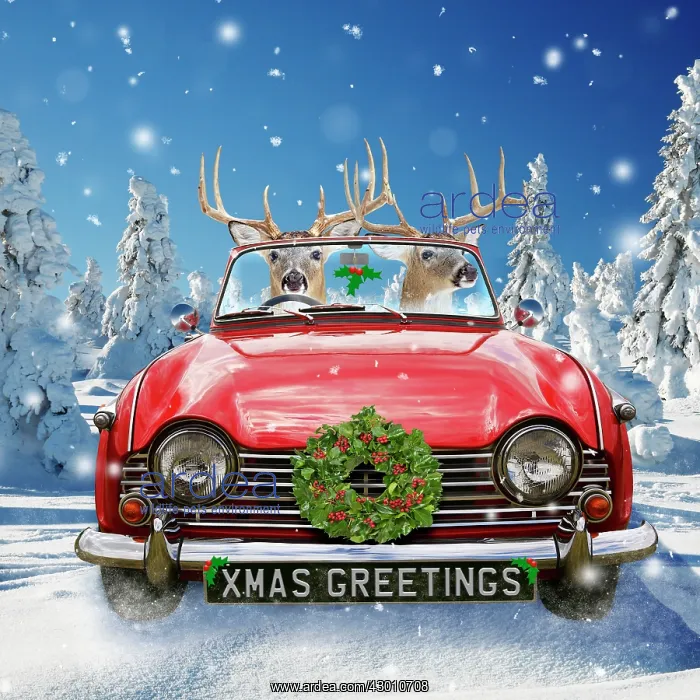 : Deer - driving car through Christmas winter scene : Deer - driving car through Christmas winter scene
