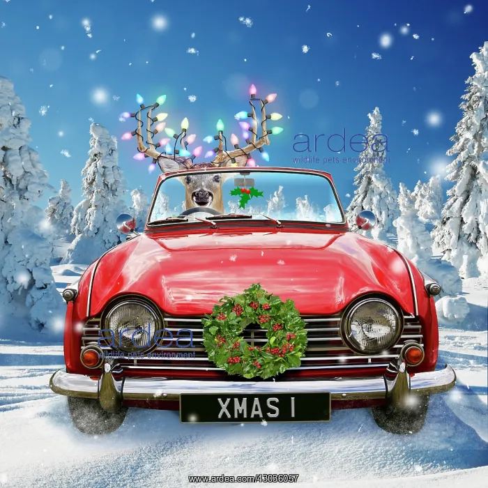 : Deer - driving car through Christmas winter snow : Deer - driving car through Christmas winter snow