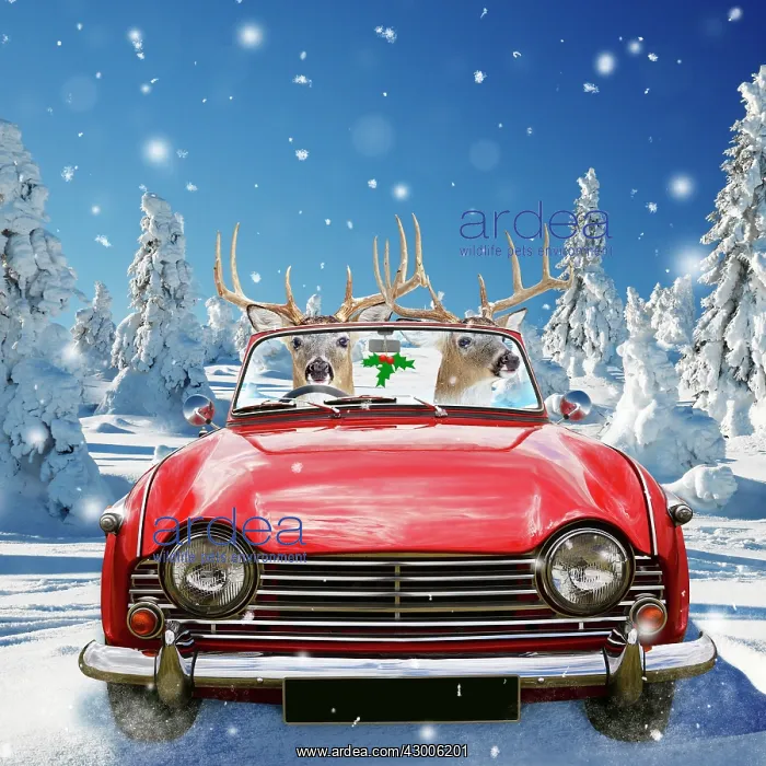  : Deer - driving car through winter scene
