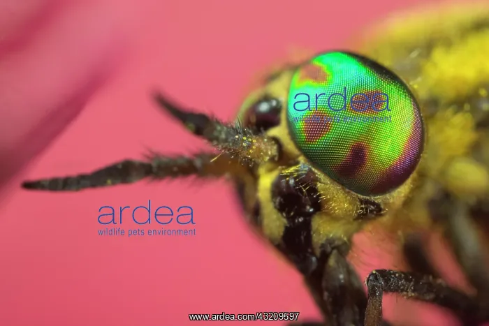 : Deer Fly eye - Norfolk UK : Deer Fly eye - Norfolk UK